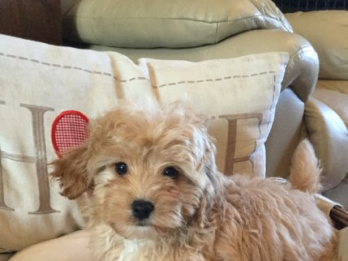 Beautiful Cavapoochon Puppies. Cavapoo for Sale Monmouthshire Mypetzilla