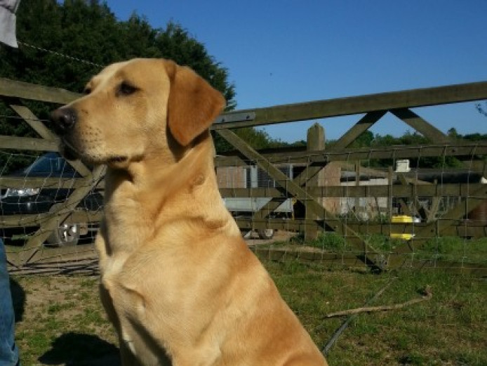 Handsome Working Labrador At Stud .kent. Labrador Retriever for Stud
