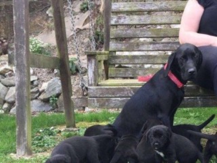 Labrador X Collies Labrador Retriever for Sale West Sussex Mypetzilla