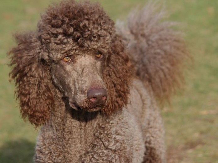 Kc Health Tested Cafe Au Lait Standard Poodle Stud