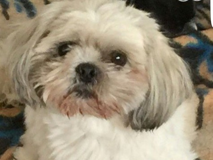 Shih Tzu Kc Registered Puppies For Sale Shih Tzu for Sale