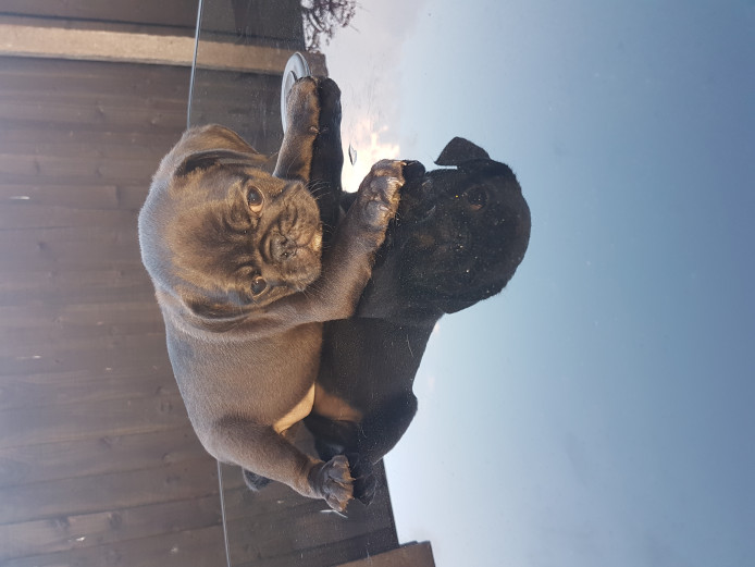 2 beautiful pug boys