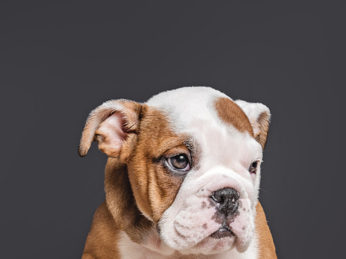 10 gorgeous chunky kc reg  British bulldogs red/white