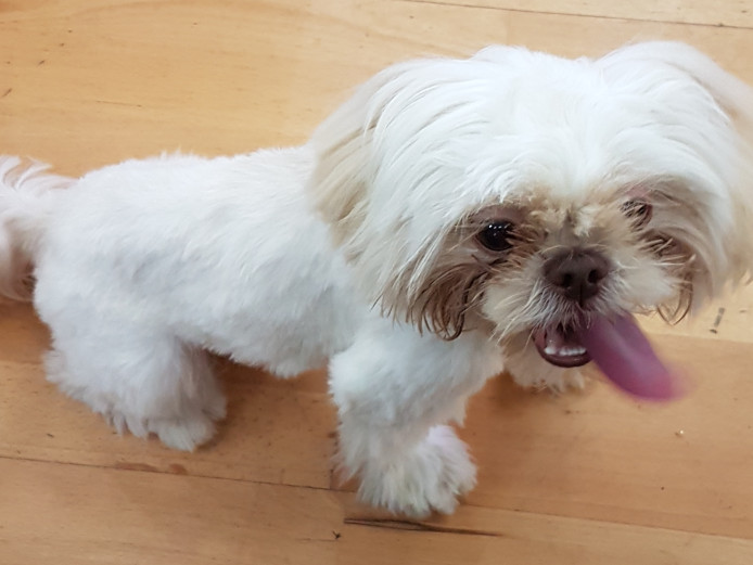 Full kc top imperial karashishi line Shih tzu