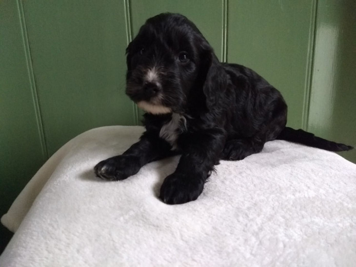 Ready Now!! Cockapoo puppies