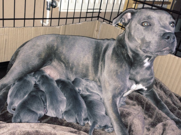 Blue Staffordshire bull terriers 