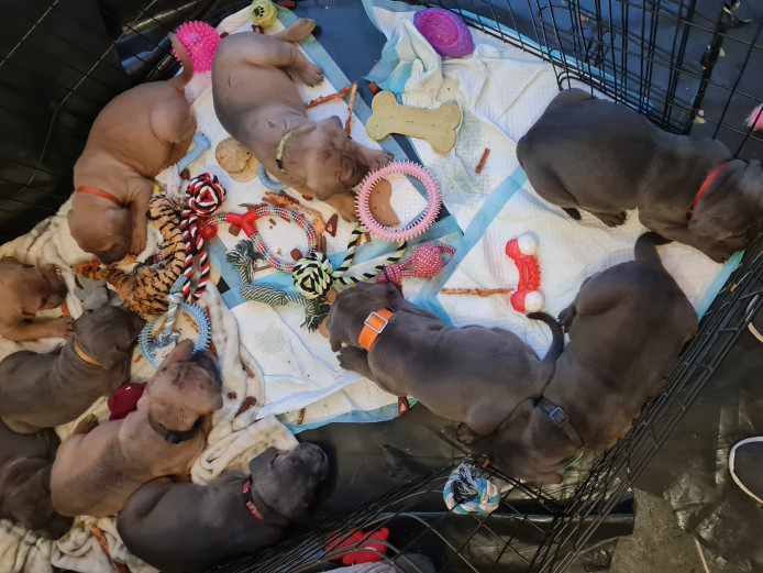 Beautiful cane corso pups ready mid september