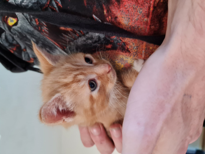 Kittens looking for there forever home 