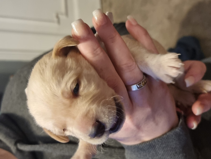 Labrador puppies KC Registered 