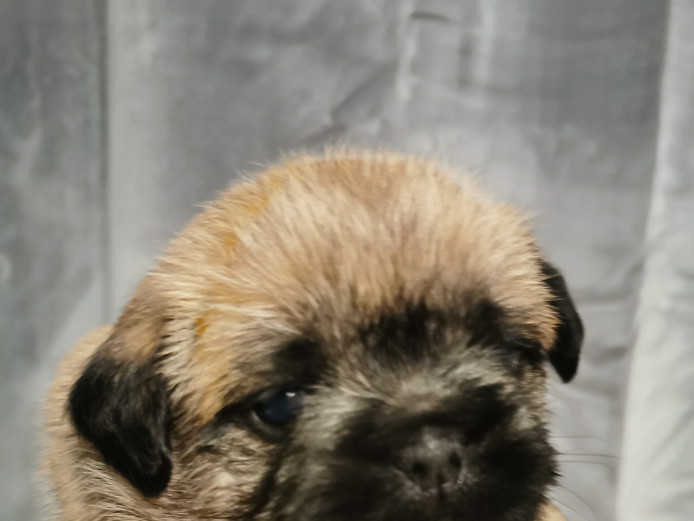 Chunky pugzu puppies for sale