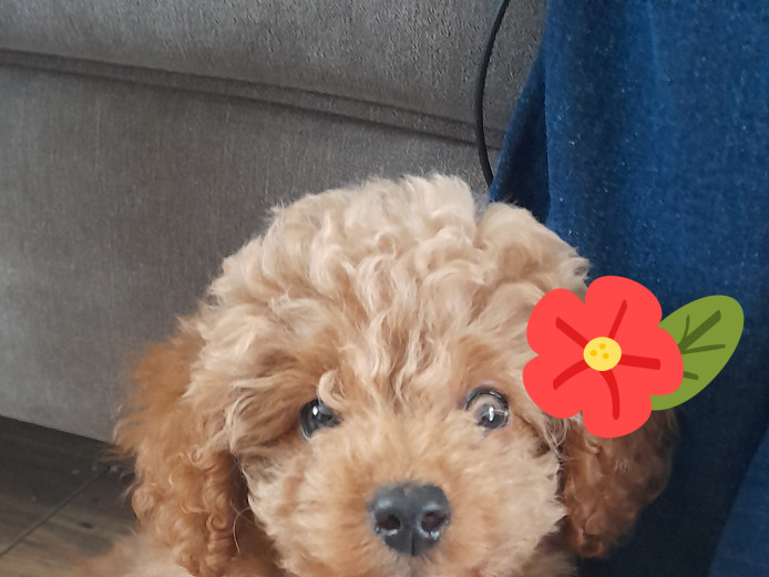 Princess poodle puppy 11 weeks old