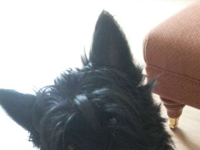 KC Regd Scottish Terrier Stud Dog (Proven)