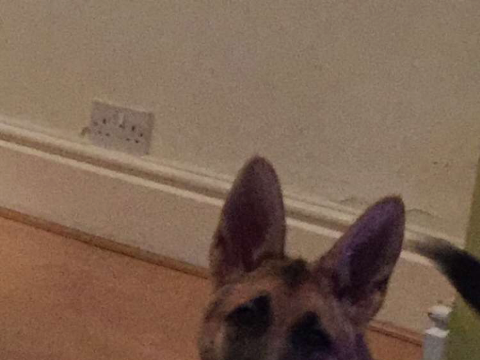 German Shepard puppy