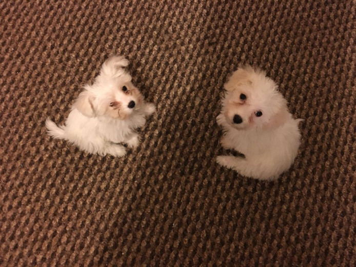 Bichon bolognese puppy- Ready to go