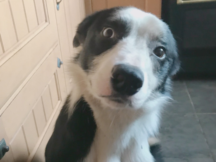 Beautiful collie for sale