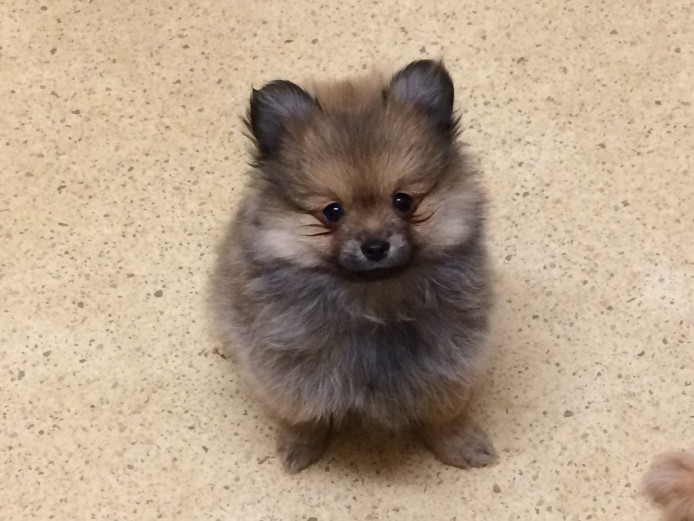 Purebred Pomeranian Puppies.