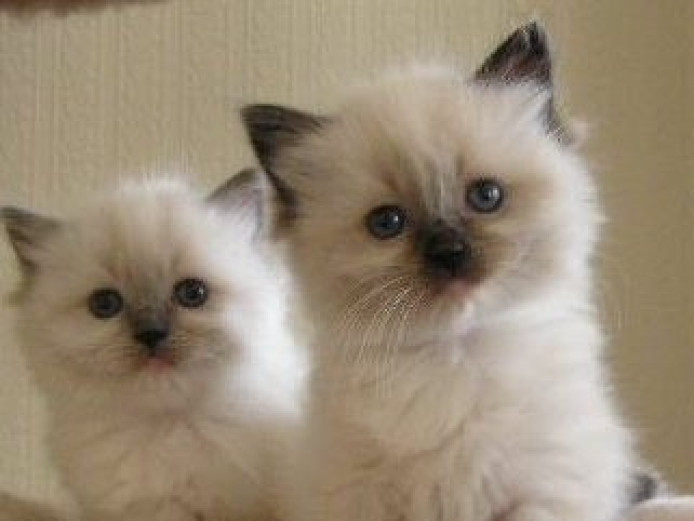 2 White Ragdoll kittens available Ragdoll for Sale Near Me in Devon