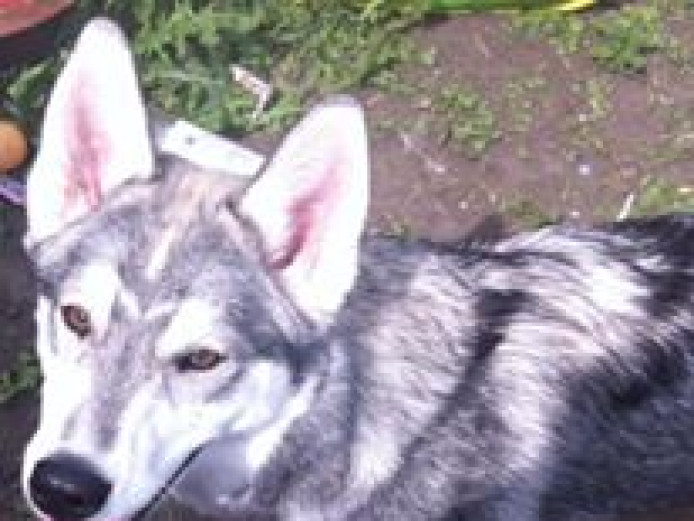 Loving Husky for sale