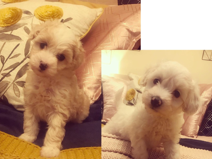 Poochon Cross Puppies - Crestepoos 2 girls left ready now