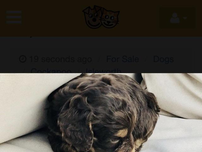 Absolutely stunning cockapoo puppies