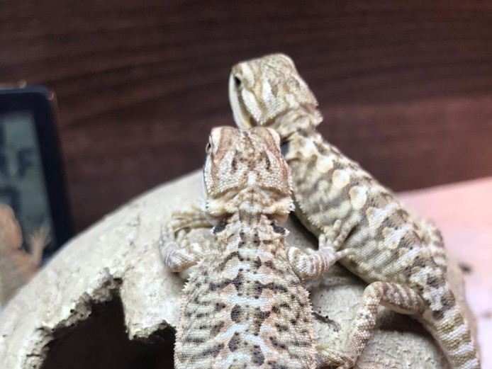 Baby bearded dragons