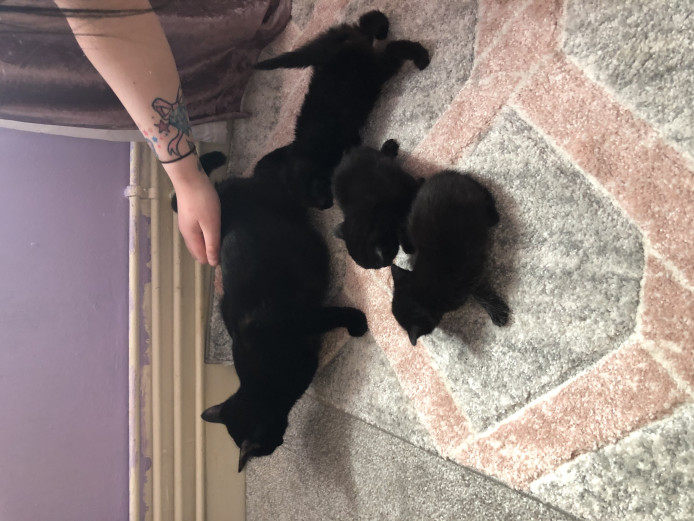 Beautiful black/grey kittens 