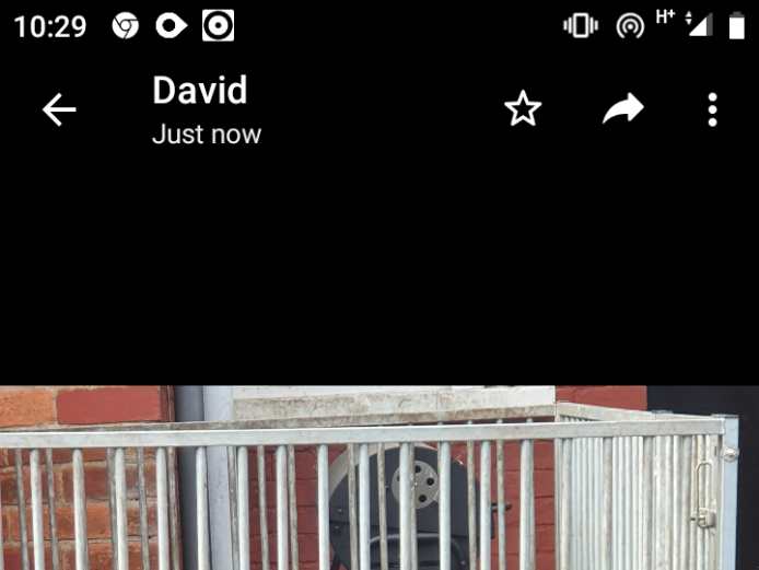 Olde Tyme bulldog puppies mixed litter