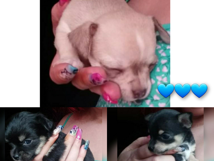 Chihuahua pups forsale 