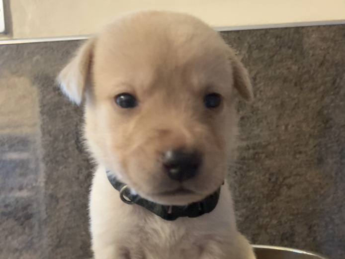 Beautiful litter of 10 Labrador pups 