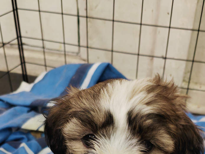 Shih Tzu puppies for sale 