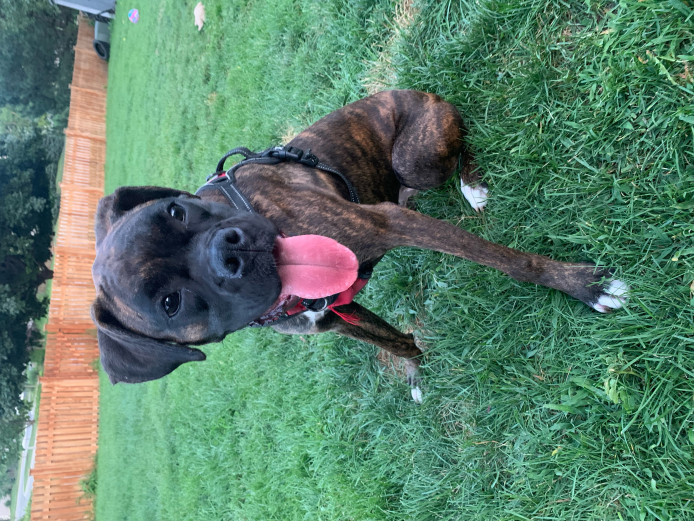 11M Female Boxer 