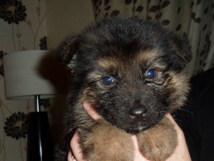 Stunning German Shepherd Puppies