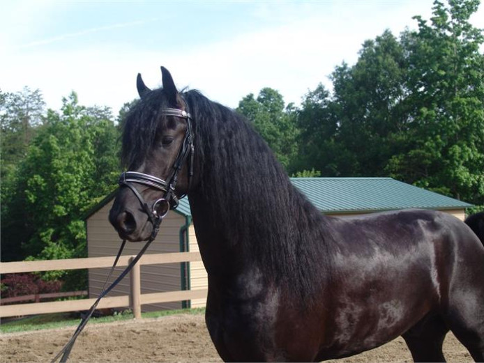 Sweet Friesian Dressage Gelding for sale