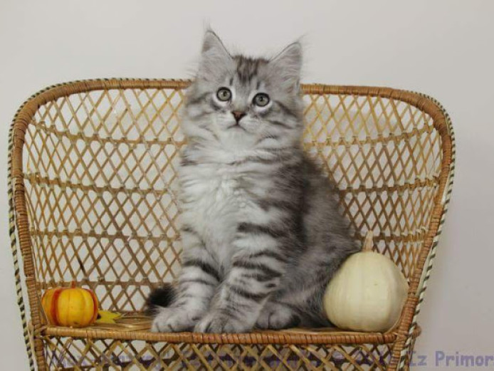 Pedigree Russian Silver Siberian Kitten