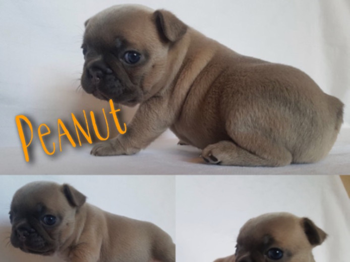 Quality French bulldog 