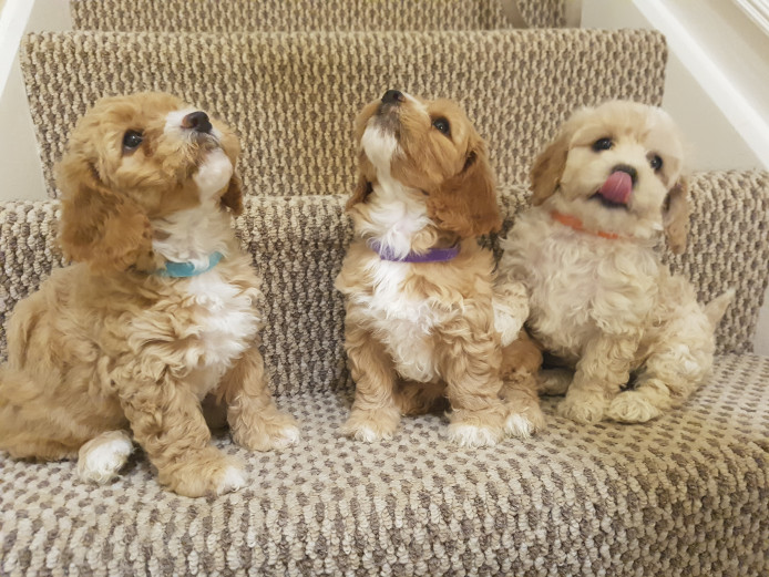 Beautiful Litter of Cavapoochon Puppies