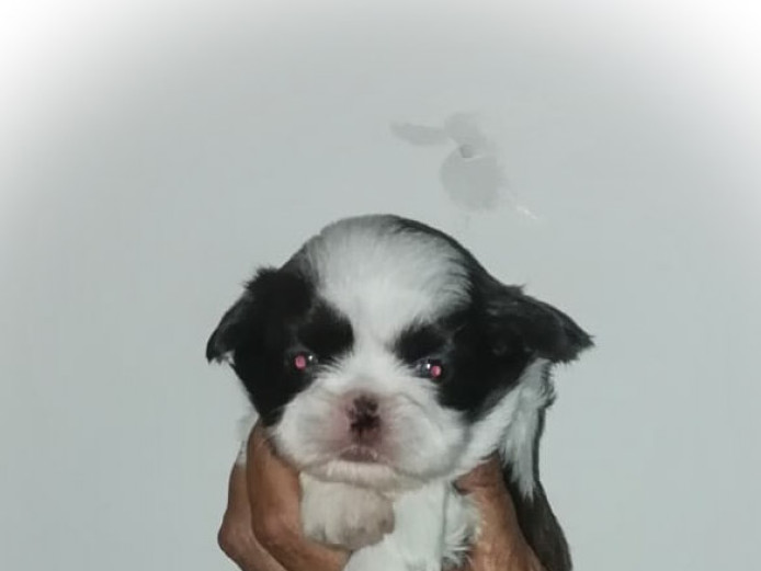 imperial pure bred shih tzu baby furballs
