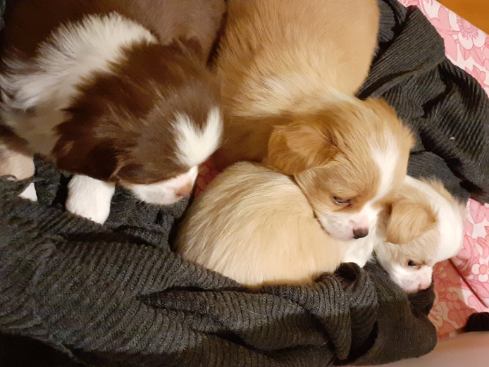 3 Pekingese puppies girls for sale