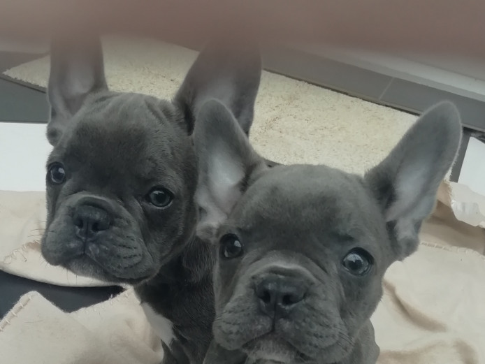 French Bulldog Puppies 