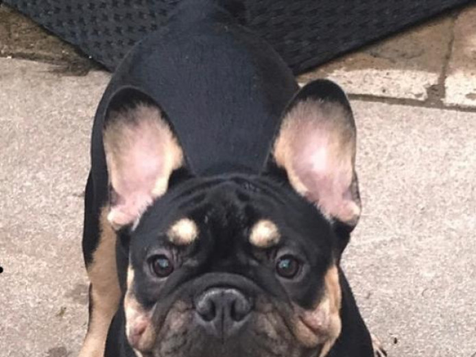 Beautiful Black and Tan male 