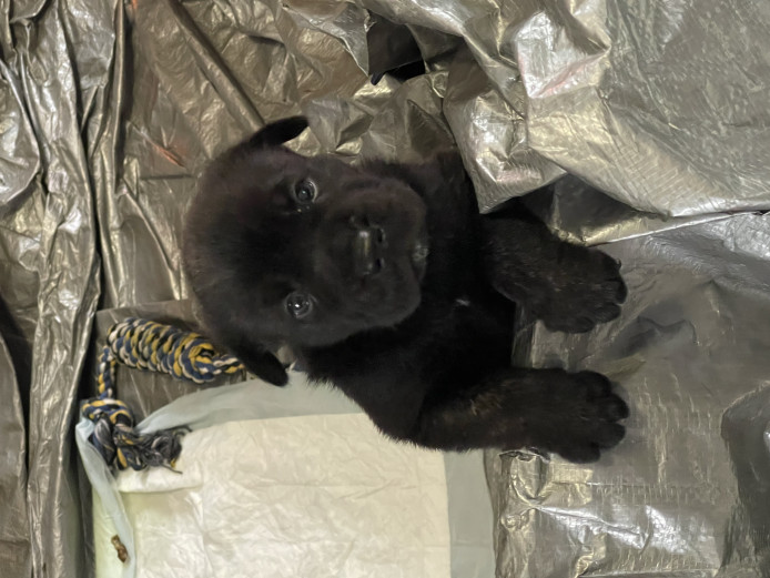 Cane Corso Mastiff / Akita Puppies