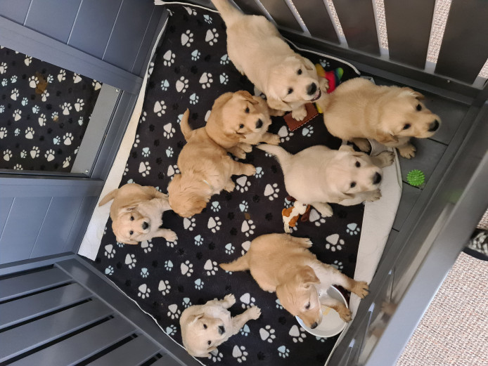 READY NOW KC Golden retriever puppies 