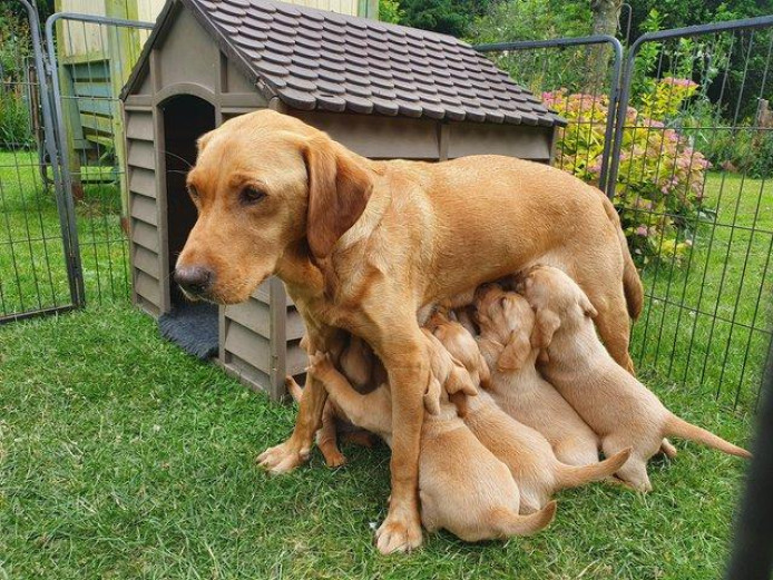  Special Labrador retriever puppies for sale 