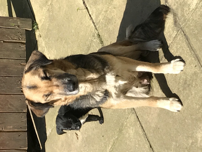 German Shepard cross puppies 