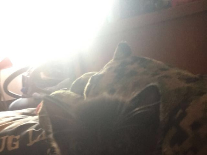 Kittens for Sale