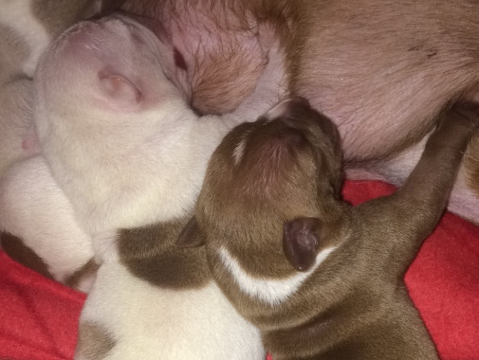 Pocket bully X rednose 