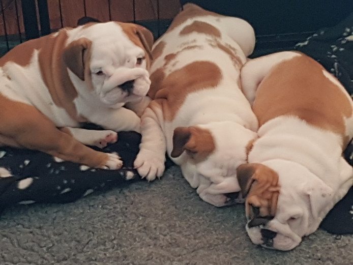Beautiful British bulldog puppies