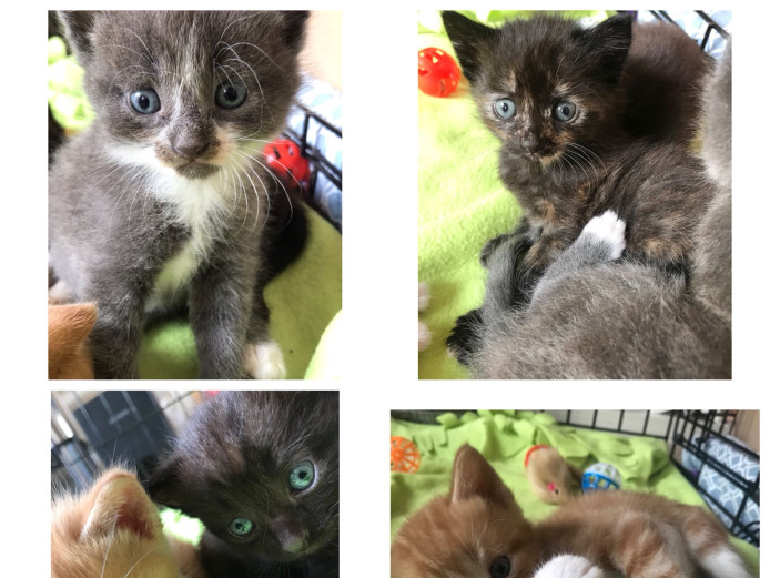 Cross Maine coon kittens