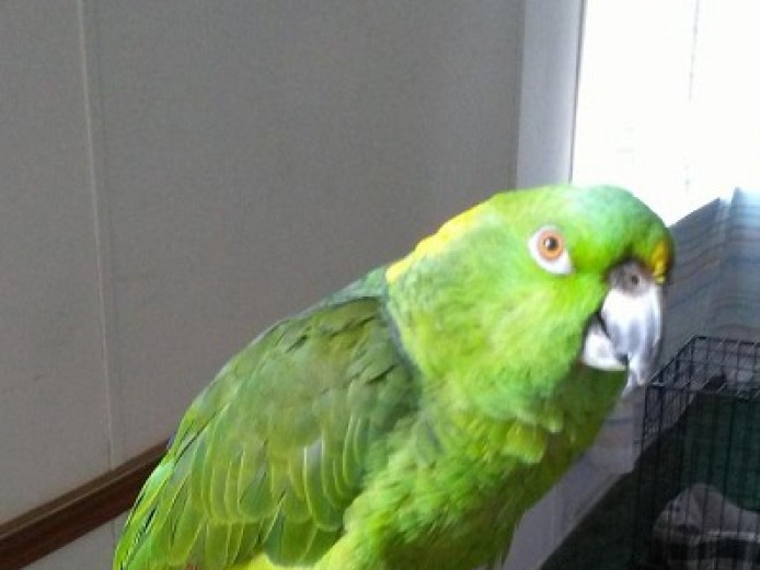 waving yellow nape amazons Parrots for Adoption Near Me in Dorset