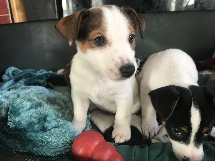 Beautiful Patterjack Puppies ***Ready NOW***